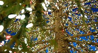 Image of the a Christmas tree with holiday lights.