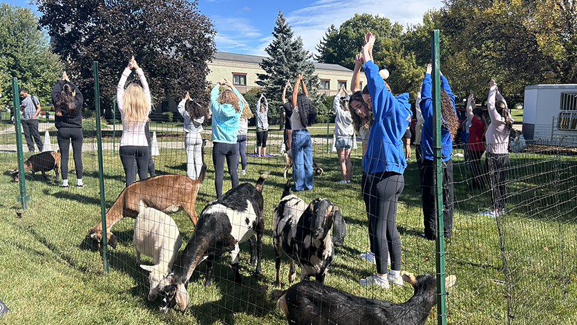Image of goat yoga on the Champagnat green.