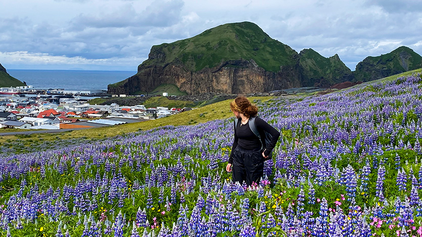Carina observes Lupines in the Westmann Islands, Iceland, as part of her environmental science attachment class last spring. Photo courtesy of Carina Pascucci ’26. 